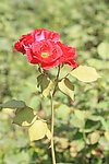 月季花