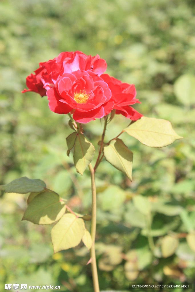 月季花