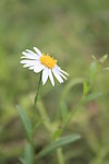 小花