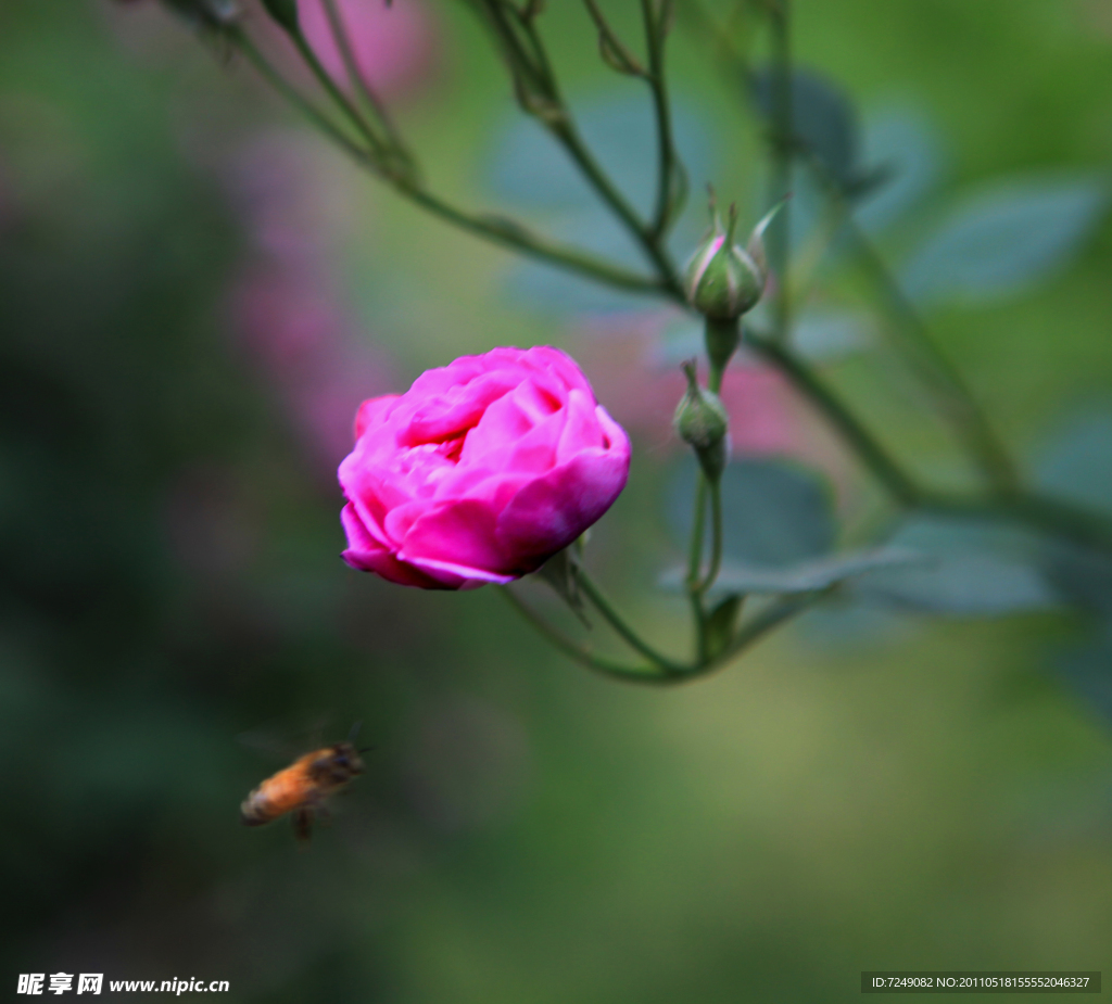 蔷薇蜜蜂