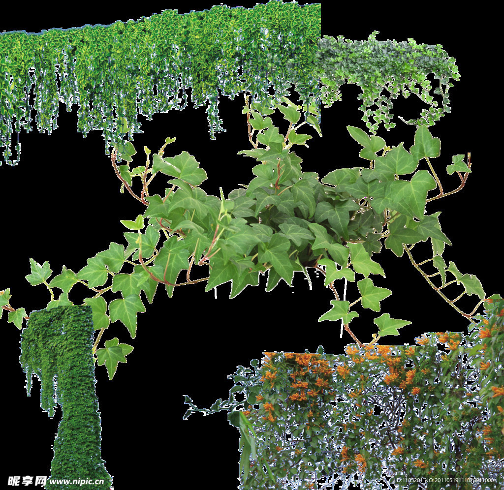 植物