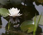 莲花