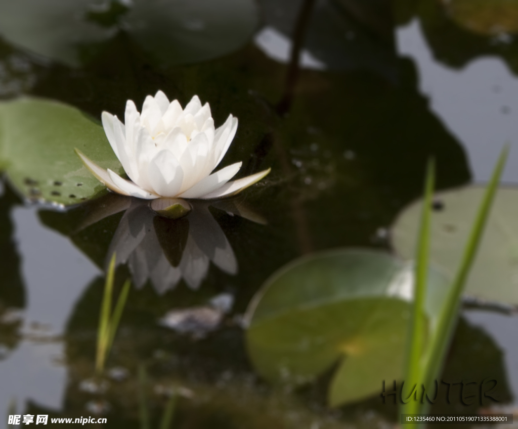 莲花