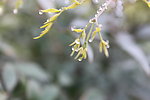 春芽