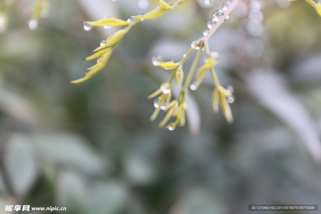 春芽