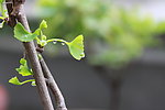 春银杏