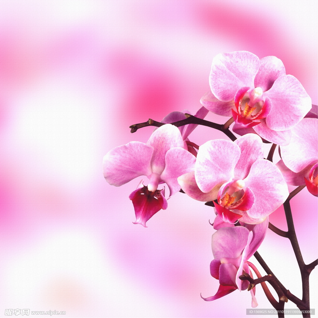 美丽兰花背景