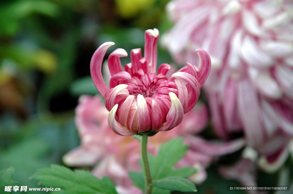 菊花
