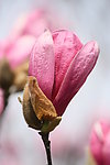 玉兰花