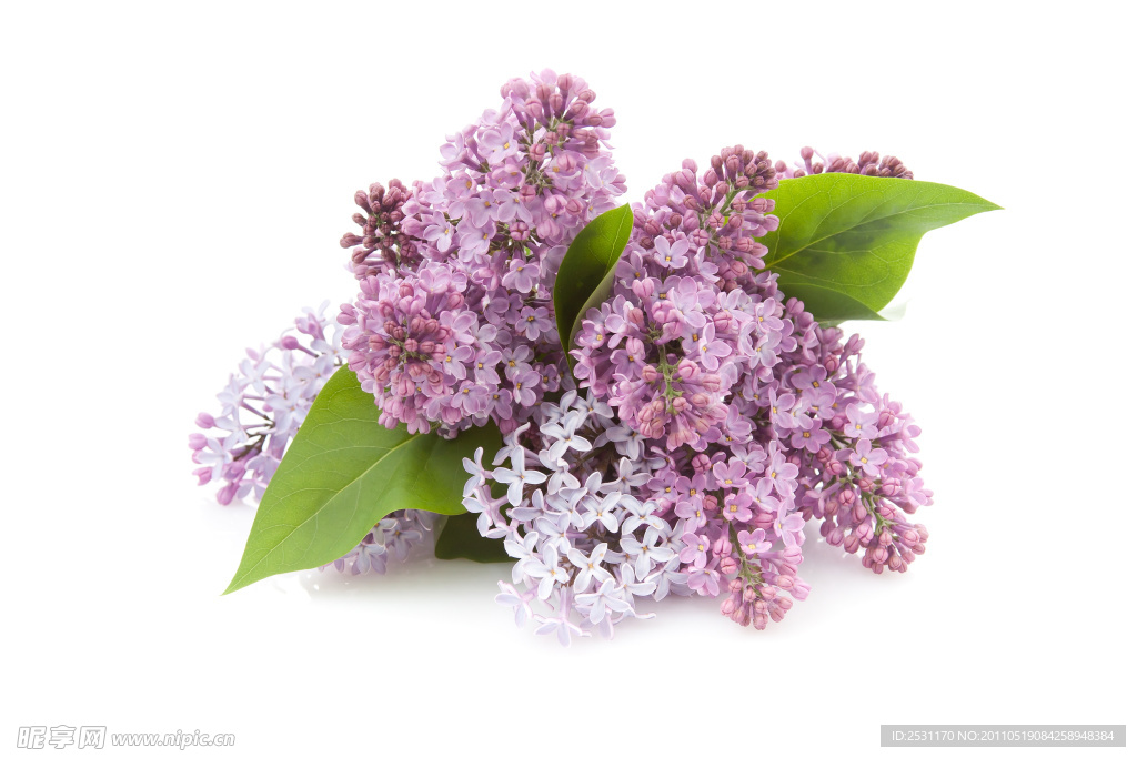 丁香花