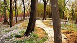 铺满鲜花的小路