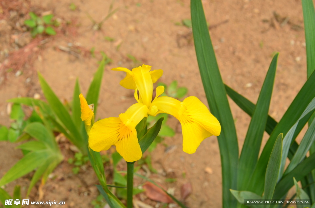 黄花鸢尾