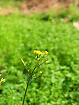 黄色小花
