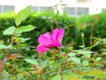 红色小花