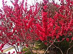 红樱花树图片