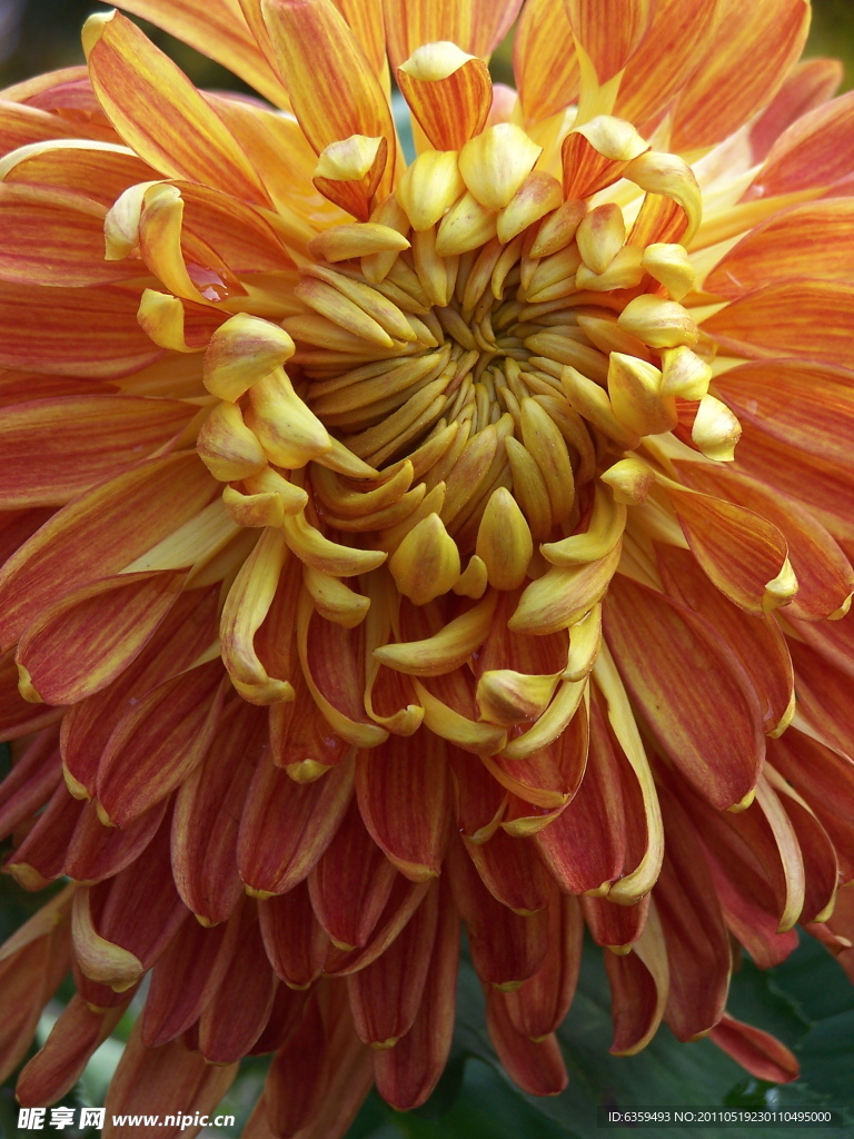 菊花