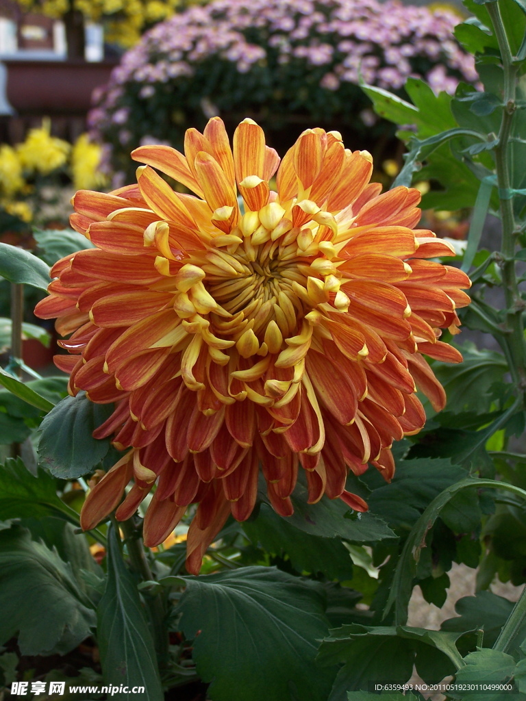 菊花