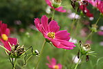 小花