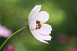 小花