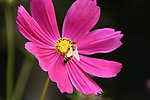 小花