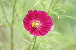 小花