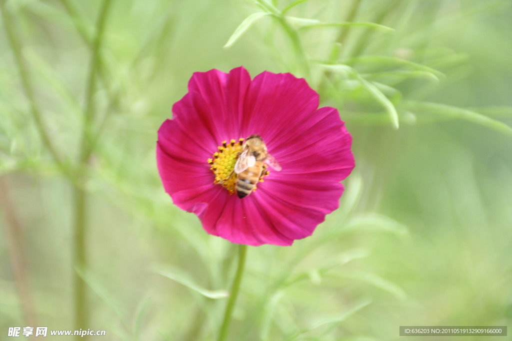 小花