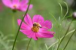 小花