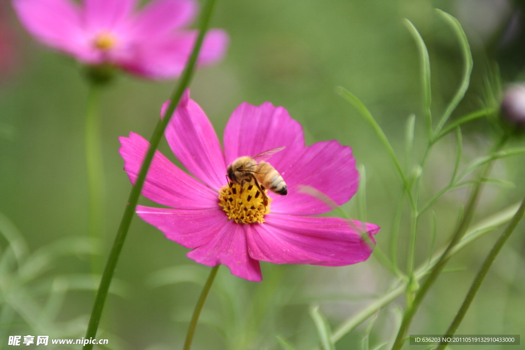 小花