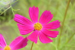 小花
