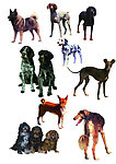 名犬