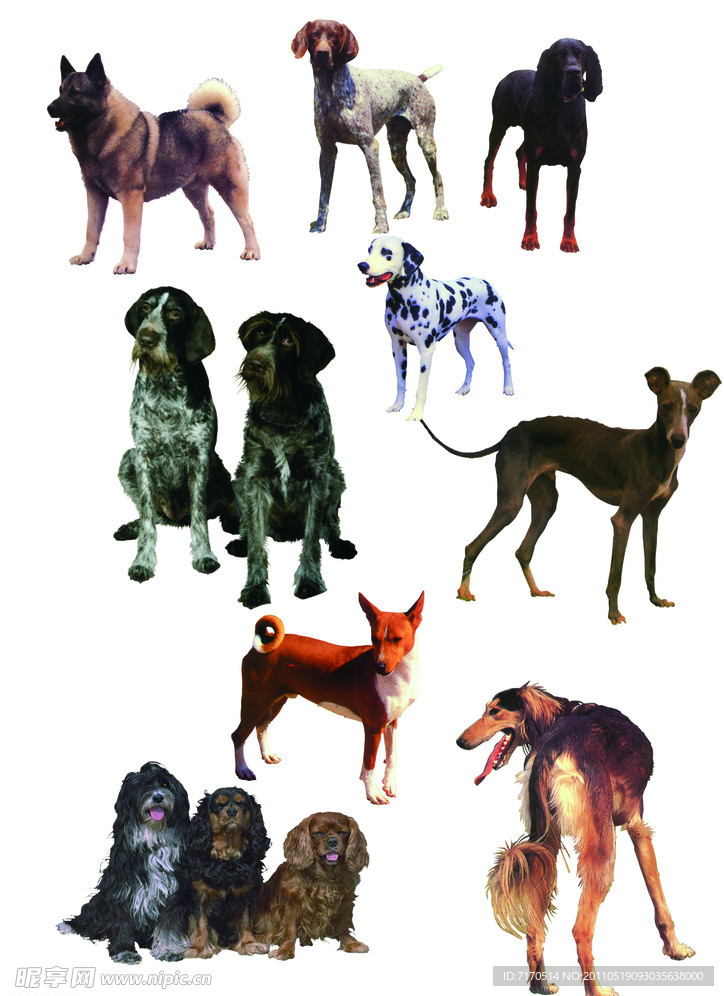 名犬