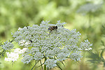 蜜蜂