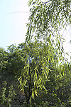 柳枝
