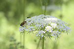 蜜蜂
