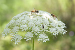 蜜蜂