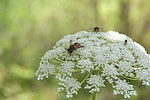 蜜蜂