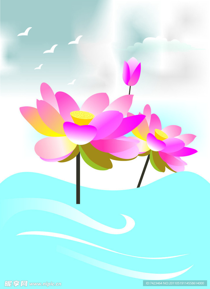 荷花