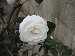 茶花