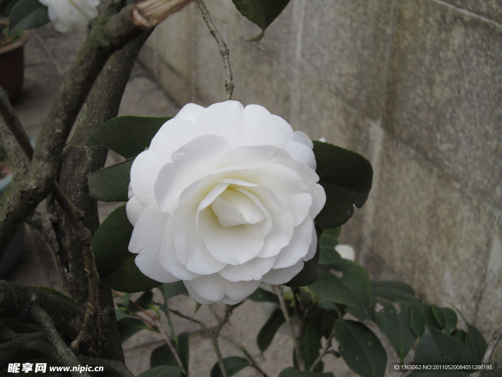 茶花