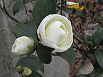 茶花
