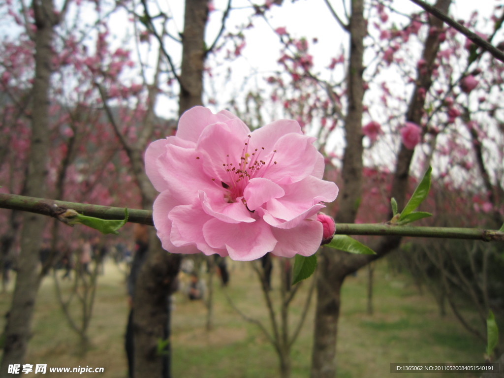 桃花