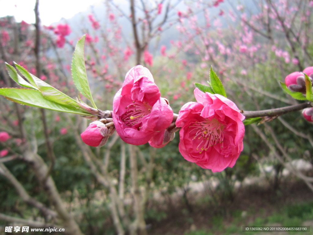 桃花