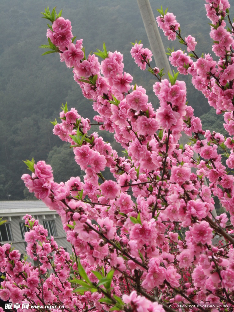 桃花