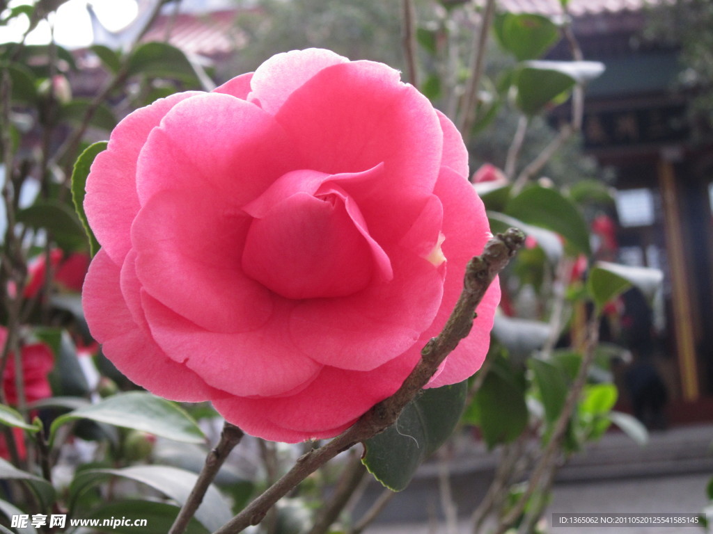 茶花