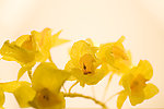 黄色鲜花
