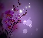 美丽兰花