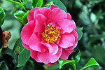 茶花红