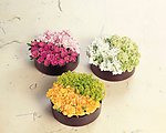 百花争艳