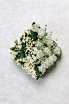百花争艳