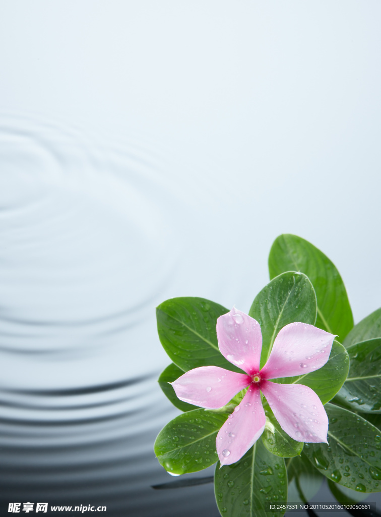 绿叶鲜花水波